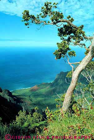 Stock Photo #13908: keywords - coast coastal elevate elevated hawaii hawaiian in island islands kalalau kauai kokee landscape lookout napali ocean park plant plants scenery scenic sea seashore shore shoreline state tree tropic tropics vert view viewpoint water
