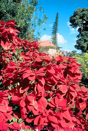 Stock Photo #14998: keywords -  destination garden gardens hawaii hawaiian island islands kauai kilohana landscape plant plants poinsettia red scenery scenic travel tropic tropical tropics vacation vacationing vacations vegetation vert