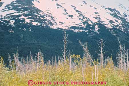 Stock Photo #10377: keywords - alaska climate climatology dead ecology environment habitat horz in nature portage trees tundra wilderness