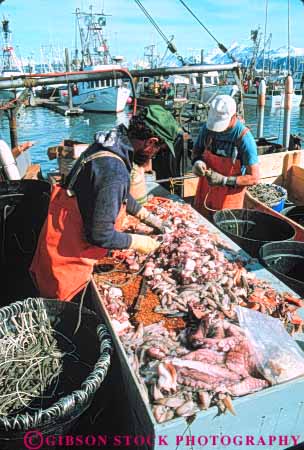Stock Photo #10387: keywords -  alaska bait boat boats career coast coastal fisherman fishermen halibut harbor harbors homer hooks job jobs marina marinas ocean sea seashore shore shoreline squid vert with work worker workers working