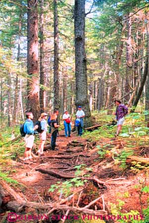 Stock Photo #10414: keywords -  adventure adventures alaska ecological ecology environment explore exploring forest forests group groups habitat habitats haines hike hiker hikers hikes hiking leads learn learning natural naturalist nature vert walk walker walkers walking
