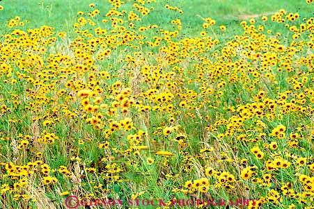 Stock Photo #15076: keywords - flower flowering flowers horz missouri nature season spring wilderness wildflower wildflowers yellow