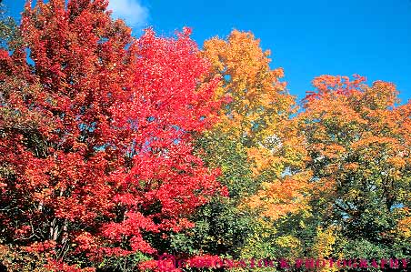 Stock Photo #15105: keywords - autumn color colorful contrast contrasting deciduous difference different england fall foliage forest forests horz landscape leaf leaves maple new plant plants red region scenery scenic season seasons tree trees vermont