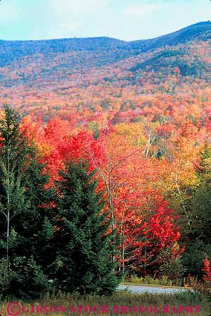 Stock Photo #15116: keywords - and autumn color colorful conifer coniferous deciduous england evergreen fall foliage forest forests hill hills landscape leaf leaves maple mixed mountain mountains new plant plants region scenery scenic season seasons tree trees vermont vert