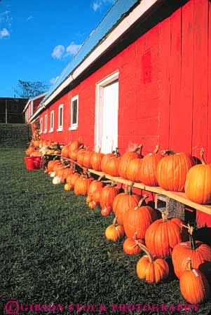 Stock Photo #9327: keywords -  autumn barn barns building color display england fall for harvest new next pumpkin pumpkins red row rows sale sharon vermont vert