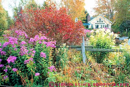 Stock Photo #15147: keywords -  autumn color england fall flower flowers foliage garden gardens horz new region restaurant season stowe vermont whiskers