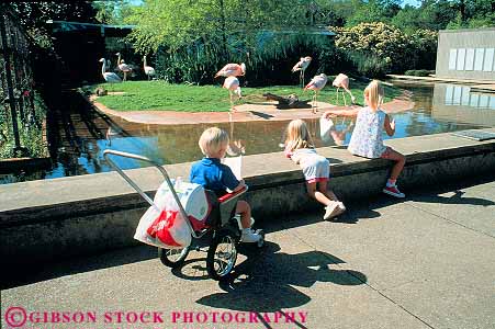 Stock Photo #12175: keywords -  alabama bird birds birmingham child children flamingo flamingos horz kid kids people south southern youth zoo zoos