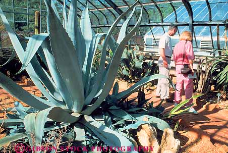 Stock Photo #12177: keywords -  agave alabama birmingham botanical cactus conservatories conservatory couple couples flower flowers garden gardens greenhouse greenhouses horz in near people south southern
