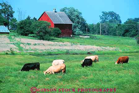 Stock Photo #15359: keywords - agricultural agriculture countryside cow cows farm farming farms feed feeding field fields graze grazes grazing great horz landscape livestock nebraska pasture pastures plain plains region rural scenery scenic state union