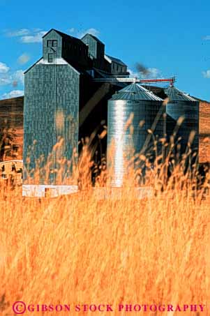 Stock Photo #1264: keywords -  agriculture alberta canola colorful crop deer elevator farm field flowering food grain grow in oil red scenic silo summer vegetable vert yellow