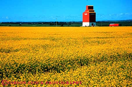 Stock Photo #3306: keywords -  agriculture alberta bright canola color colorful colors crop crops deer farm farming farms field flower flowering graphic horz landscape red scenery scenic spring yellow