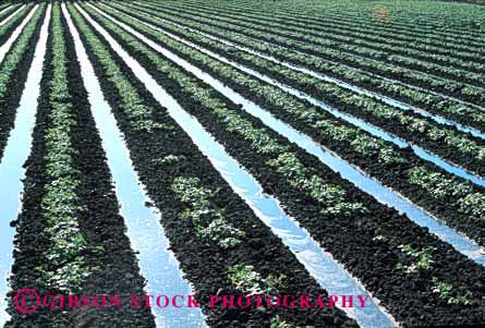 Stock Photo #1271: keywords -  agriculture blythe california crops equipment evaporation farm farming farms field flood grow horz in irrigate irrigates irrigating irrigation leading line lines management melon of plants resource row rows soil trenches water watering waters young