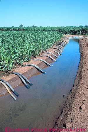 Stock Photo #15640: keywords - agriculture california corn crop crops cultivate cultivated cultivating cultivation ditch ditches farm farming farms field fields flow flowed flowing flows grow growing grown grows irrigate irrigated irrigates irrigating irrigation of plant plants stockton supplied supplies supply supplying vert water watering