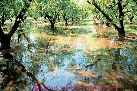 Stock Photo #15642: keywords - agriculture almond california crop crops cultivate cultivated cultivating cultivation evaporate evaporates evaporating evaporation evaporative farm farming farms field fields flood flooded flooding floods flow flowed flowing flows grow growing grown grows horz irrigate irrigated irrigates irrigating irrigation loss losses of orchard orchards plant plants supplied supplies supply supplying tracey tree trees water watering