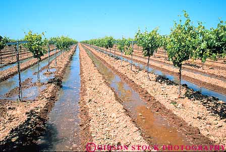 Stock Photo #15647: keywords - agriculture california crop crops cultivate cultivated cultivating cultivation ditch farm farming farms field fields flow flowed flowing flows grape gravity grow growing grown grows horz irrigate irrigated irrigates irrigating irrigation joaquine of plant plants san supplied supplies supply supplying vine vines vineyard vineyards water watering young