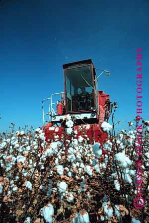 Stock Photo #1272: keywords -  agriculture california corcoran cotton crop crops cut equipment farm farming farms field food grow harvest harvester harvesters harvesting harvests implement in machine machinery mature summer vert working