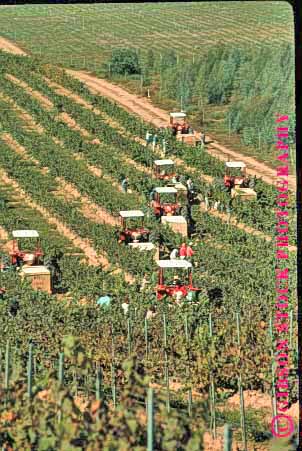 Stock Photo #1275: keywords -  agriculture california crop crops cut equipment farm farming farms field food grape grapes grow harvest harvester harvesters harvesting harvests in machine machines maria row santa summer tractor tractors vert vineyard vineyards wine working