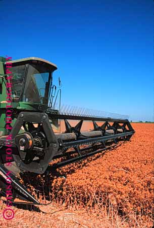 Stock Photo #1277: keywords - agriculture california colusa crop cut equipment farm farming farms field food grow harvest harvester harvesters harvesting harvests implement in machine safflower summer vert working