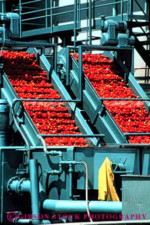 Stock Photo #3300: keywords -  agriculture belt belts bright california carries carry carrying clean color conveying conveyor conveyors equipment farming food harvest harvested lift lifting lifts machine machinery moving process processes processing red site stockton tomato tomatoes transporting vert