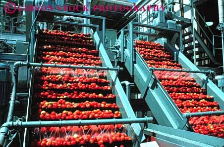 Stock Photo #1281: keywords - agriculture betl california clean conveyor conveyors crop equipment farm food grow harvest horz lift lifting lifts machine prepare process processing red stockton summer tomato tomatoes vegetable wash