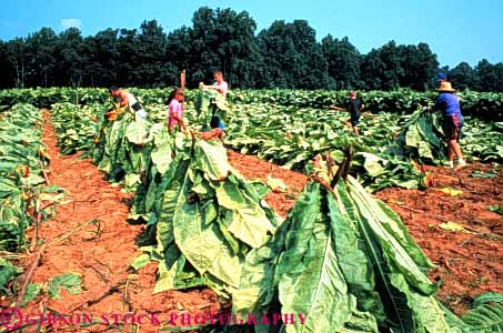 Stock Photo #3302: keywords - agriculture child children crop crops farm farmer field fresh green grow harvest harvested harvesting horz hughesville job leaf leaves maryland occupation people person pick picking picks pile piled piles piling stack stacking stacks tobacco work worker workers working works