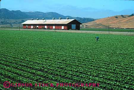 Stock Photo #1282: keywords -  agriculture barn barns california crop crops farm farmer farmers farming farms field fields food green grow harvest horz in inspect job landscape lettuce lush man of people row rows salinas scenic scnery vegetable work working