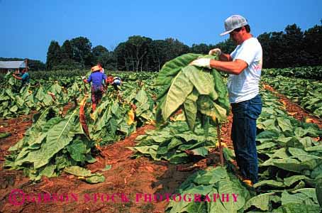 Stock Photo #1283: keywords -  cigarette color crop crops farms fresh green harvest harvester harvesting harvests horz job jobs labor laborer leaf leaves maryland not occupation people person pick picked picking picks plant plants released seasonal smoking tobacco work workers working works