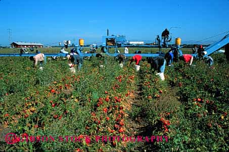 Stock Photo #1284: keywords -  agriculture california crop crops equipment farm farms food grow harvest harvester harvesting harvests hispanic horz jobs labor laborer machine mexican migrant occupation peppers salinas seasonal vegetable work workers working works