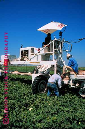 Stock Photo #1285: keywords -  agriculture california colusa crop crops equipment farm farms food grow harvest harvester harvesting harvests hispanic jobs labor laborer machine melons mexican migrant occupation seasonal vegetable vert work workers working works