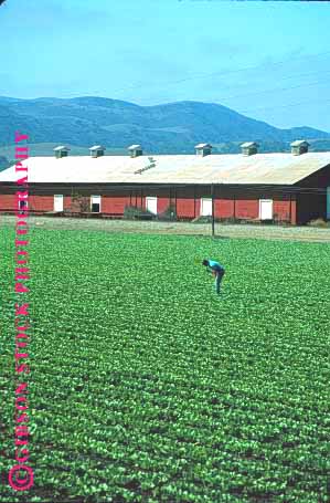 Stock Photo #1286: keywords -  agriculture barn barns california crop farm farmer farming fi field fields food green grow harvest inspect job lettuce lush man people person row rows salinas vegetable vert work