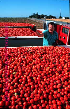 Stock Photo #1287: keywords -  agriculture bright california color crop crops driver farm farms food grow harvest harvester harvesting harvests inspect job jobs labor laborer mexican migrant processing red seasonal shipping tomato transportation truck trucking vacaville vegetable vert work workers working works