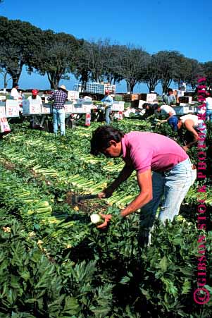 Stock Photo #1290: keywords -  agriculture california celery crew crews crop crops ethnic farm farms field fields food grow harvest harvesting harvests hispanic inspect job jobs man men mexican migrant not packing people person salinas seasonal shipping vegetable vert work worker workers working