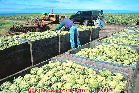 Stock Photo #15679: keywords -  agricultural agriculture artichoke artichokes box boxed boxes california castroville container containers crate crated crates crop crops employee employees ethnic farm farming farms field fields harvest harvested harvester harvesters harvesting harvests hispanic horz immigrant immigrants job jobs labor laborer laborers man mexican migrant minority people person pick picking picks produce seasonal vegetable vegetables work worker workers working works