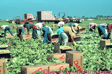 Stock Photo #15687: keywords -  agricultural agriculture box boxed boxes california crate crated crates crop crops employee employees ethnic farm farming farms field fields fruit fruits group groups harvest harvested harvester harvesters harvesting harvests hispanic horz immigrant immigrants job jobs labor laborer laborers lettuce man mexican migrant minority people person pick picking picks produce salinas seasonal vegetable vegetables work worker workers working works