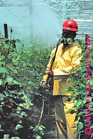 Stock Photo #1294: keywords -  agriculture california environment equipment flower greenhouse hard hat hazard horticulture industry job man mask nursery occupation particle people person pesticide poison pollution protection respirator roses safety spray spraying sprays suit vert work