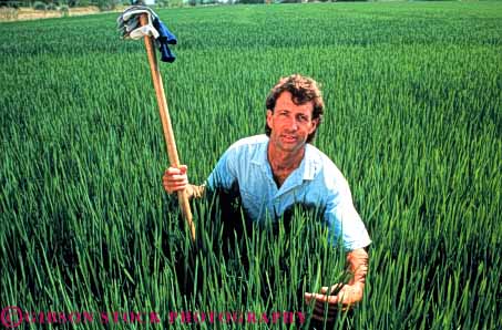 Stock Photo #3307: keywords -  agriculture california colusa crop farm farmer field grain green grow horz man model released rice