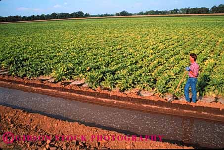 Stock Photo #1304: keywords -  agriculture beet california ditch farm farmer farmers farming farmland field hold holding holds horz in irrigation man next people person released shovel stand standing stands sugar uses work worker working