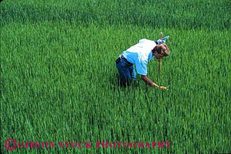 Stock Photo #1305: keywords -  agriculture assess california control counter crop employee examine examines examining farm farmer farmers farming farmland field green horz industry inspect job look looking looks man occupation people person point quality released rice see seeing sees study studying worker