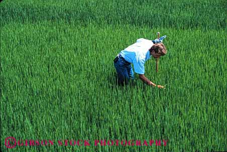 Stock Photo #1305: keywords - agriculture assess california control counter crop employee examine examines examining farm farmer farmers farming farmland field green horz industry inspect job look looking looks man occupation people person point quality released rice see seeing sees study studying worker