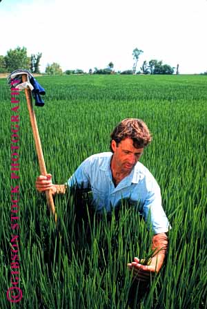 Stock Photo #1307: keywords - agriculture assess california control crop crops employee examines examining farm farmer farmland farms fermers field fields in industry inspect job look looking looks man occupation people quality released rice see seeing sees study vert w w.jpg worker