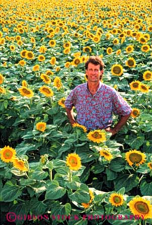 Stock Photo #6027: keywords -  agriculture color colorful crop crops farmer field flower grow lots male man many multitude proud relax released stand sunflowers vert yellow