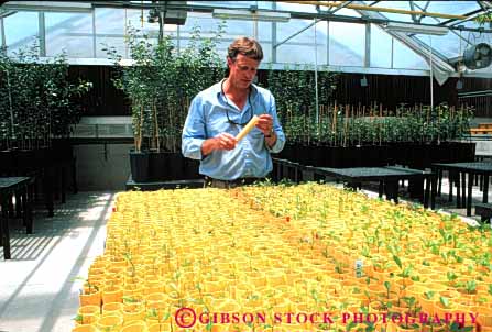 Stock Photo #6025: keywords -  agriculture career citrus department employee examine ft government greenhouse grow horticulture horz investigate job male man men monitor occupation of people person pierce plant plants plastic released research researcher study vocation watch work worker yellow