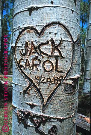 Stock Photo #1328: keywords - art bark carve damage graffiti heart love property tree unsightly vandal vert