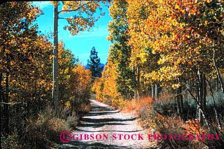 Stock Photo #1508: keywords -  aspen autumn california canyon country countryside fall foliage horz landscape lundy remote road route rural scenic street yellow