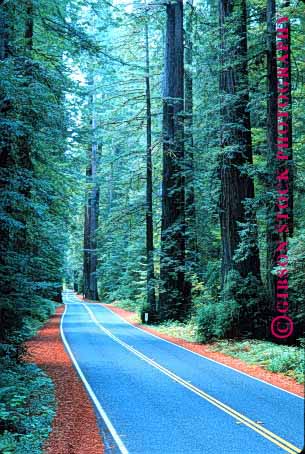 Stock Photo #1515: keywords -  california country countryside foliage humboldt landscape park pavement redwood redwoods remote road route rural scenic state street stripe trees vert