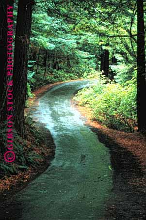 Stock Photo #1516: keywords - asphalt california country countryside curve foliage humboldt landscape park pavement redwood redwoods remote road route rural scenic state street stripe trees vert wet