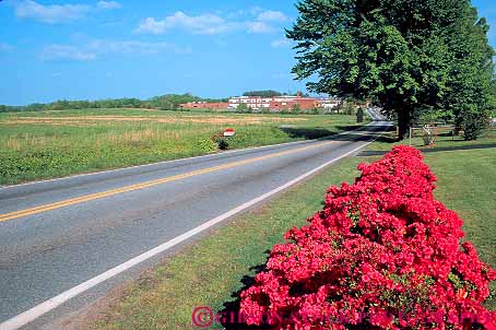 Stock Photo #16099: keywords -  azalea country countryside double flowers garden highway highways horz hwy landscape pavement road roads route routes rural scenery scenic spotsylvania straight street streets transport transportation travel virginia yellow
