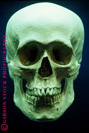 Stock Photo #1572: keywords -  bone brain eye face head human jaw mouth nose skeleton skull vert