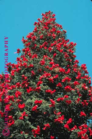 Stock Photo #1733: keywords -  bows celebrate christmas colorful decorate holiday ornament outdoor red ribbon tree vert