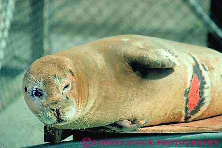 Stock Photo #16704: keywords - activity animal animals attention boat california center centers cut cute damage fur horz hurt injured injury lion mammal mammals marin marine medical medicine nature ocean people person pinniped pinnipeds place propeller recover recovered recovers recovery rehab rehabilitate rehabilitates rehabilitating rehabilitation rescue rescues save saved saves saving sea seal seals site sites treat treatment treatments treats volunteer volunteering volunteerism volunteers wildlife